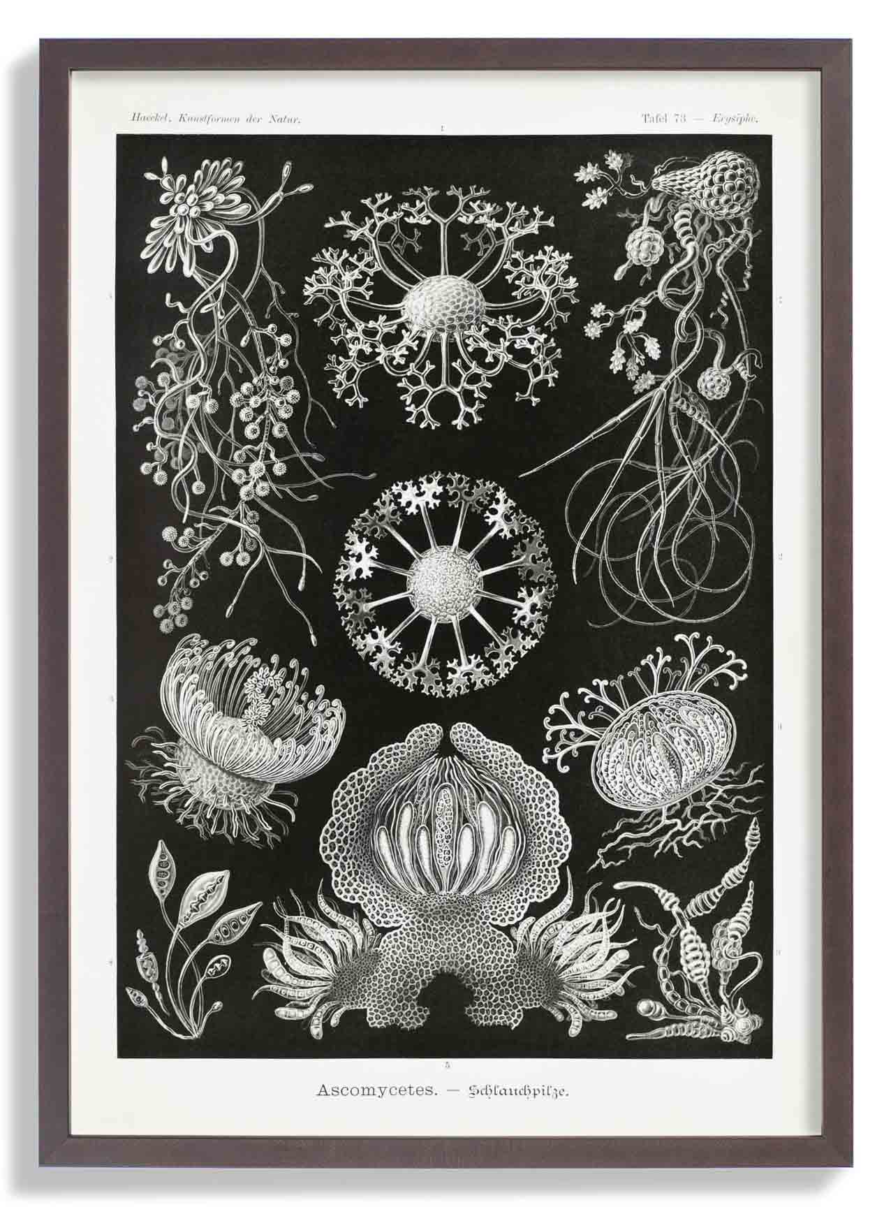 Ascomyceten von Ernst Haeckel