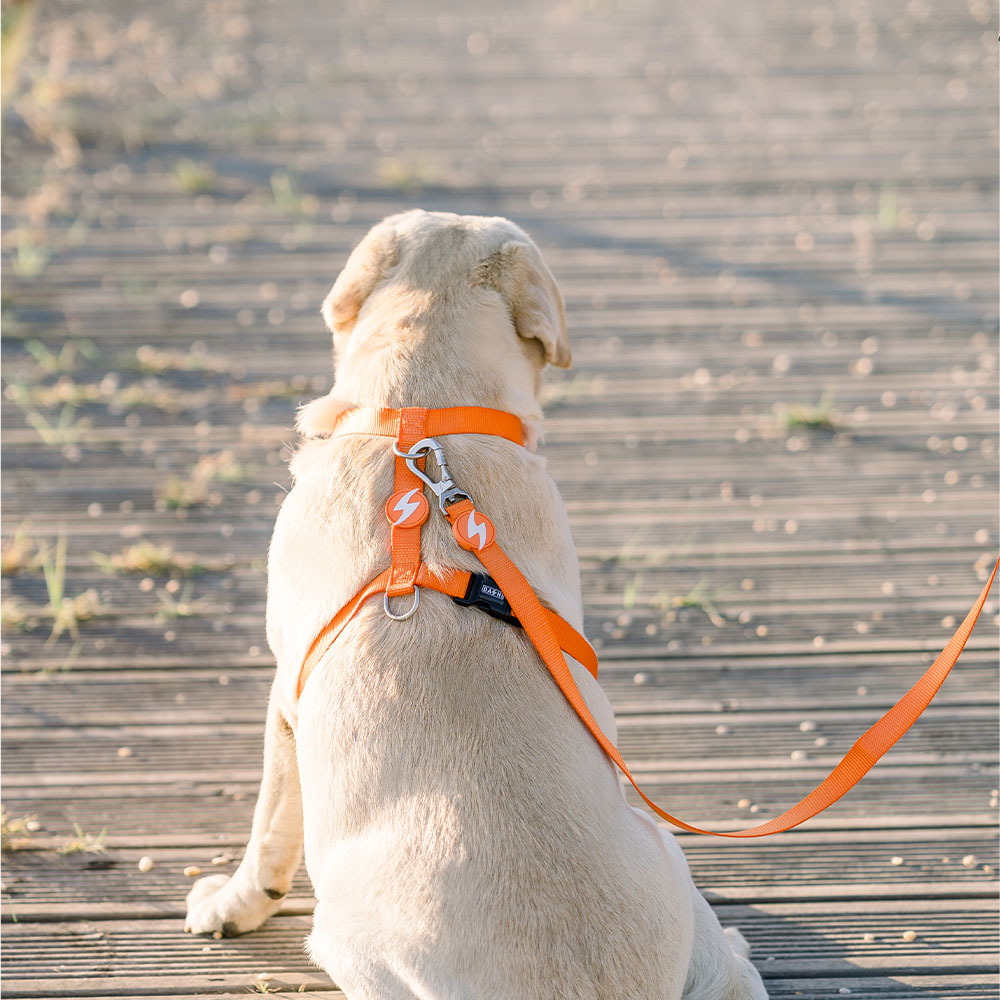 Coleira de nylon laranja para cães