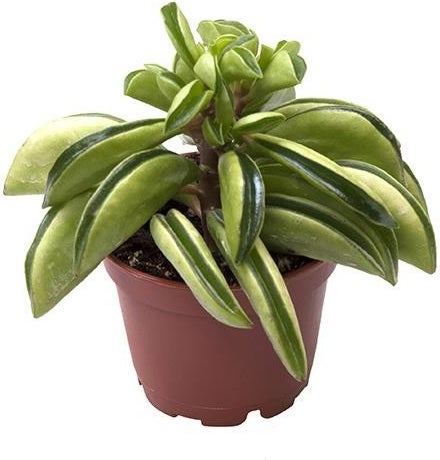 Peperomia (Peperomia 'Firesparks') D 6 H 15 cm