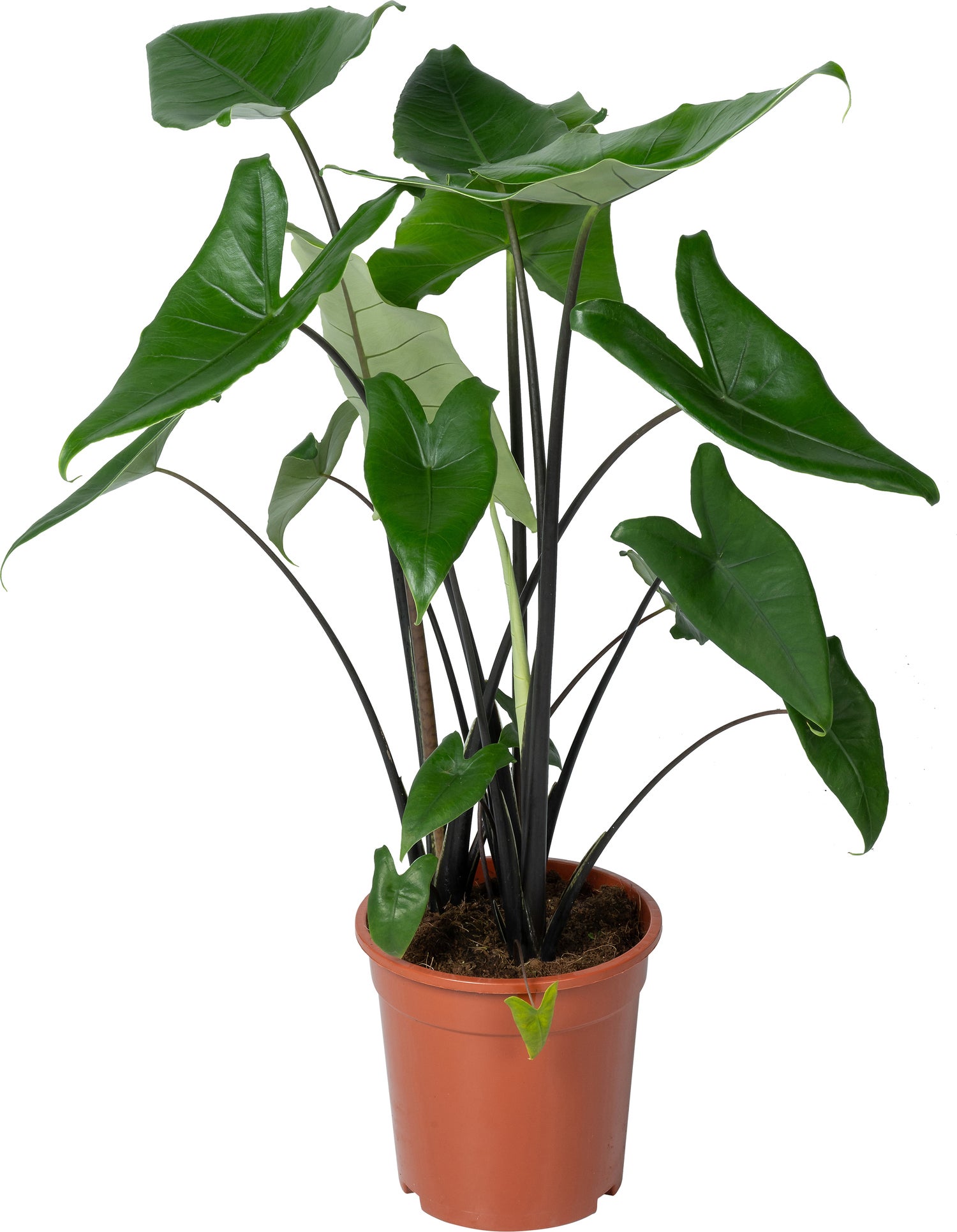 Olifantsoor (Alocasia 'Black zebrina') D 21 H 95 cm