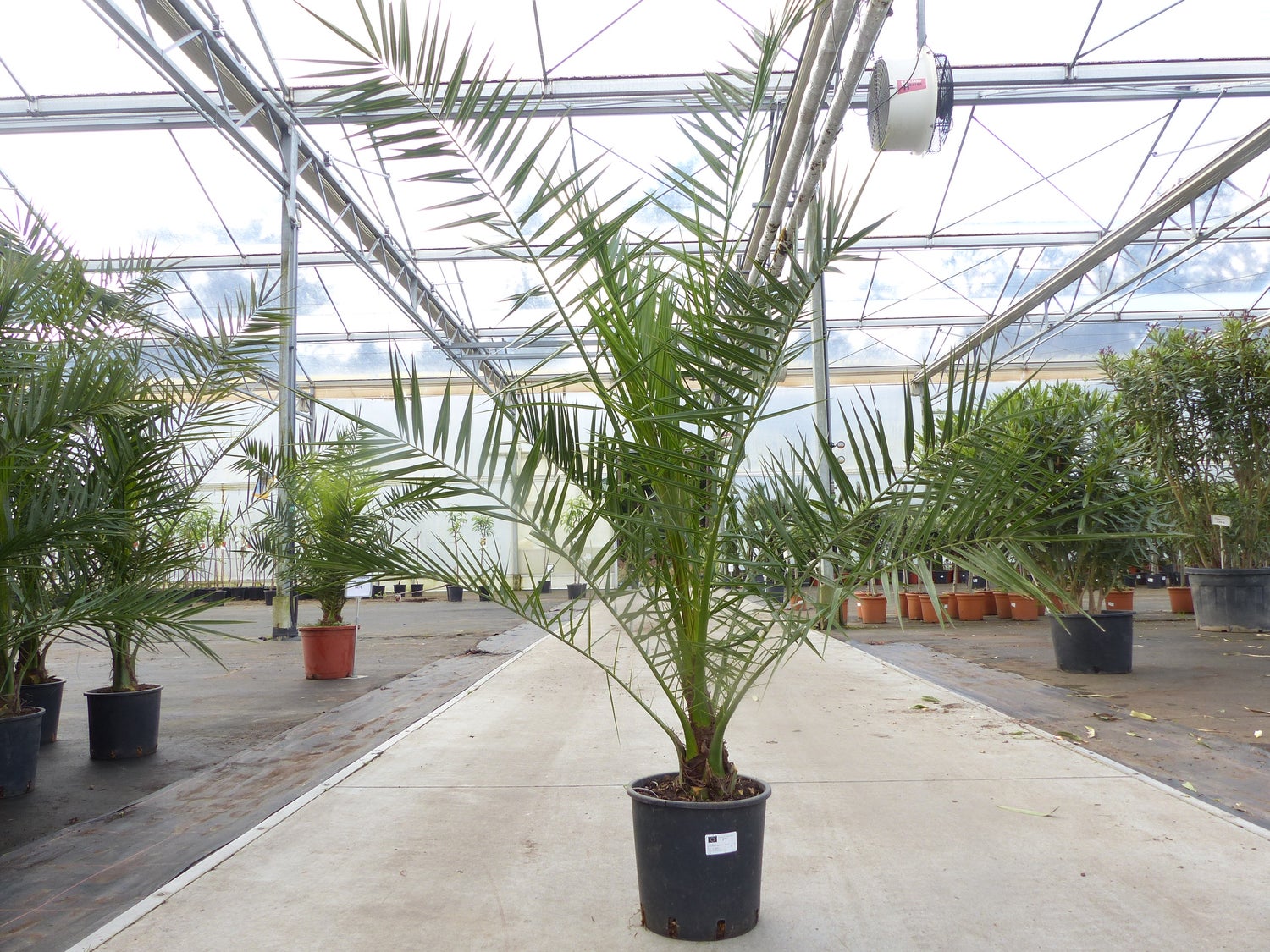 Palmboom 160-180 cm, Phoenix canariensis, Canarische dadelpalm, sterke palmen, premium kwaliteit
