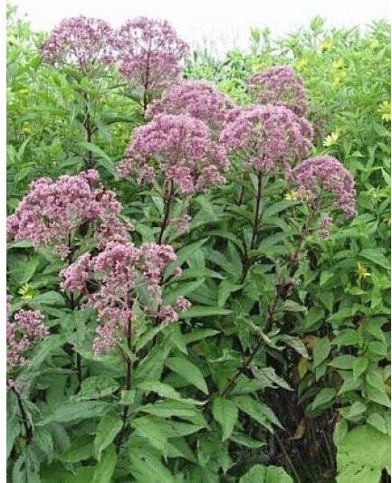 Koninginnekruid (Eupatorium purpureum) D 9 H 10 cm