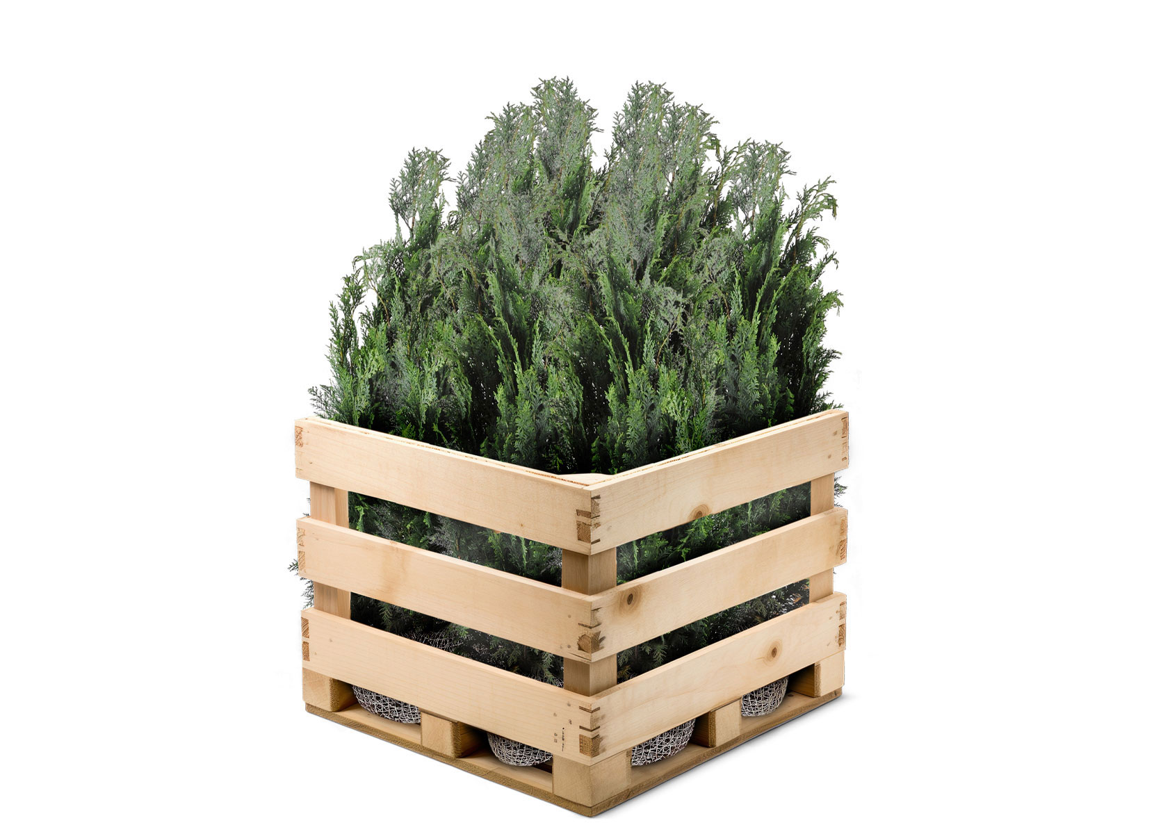 Scheinzypresse Heckenpflanze Chamaecyparis lawsoniana Columnaris 120-140cm
