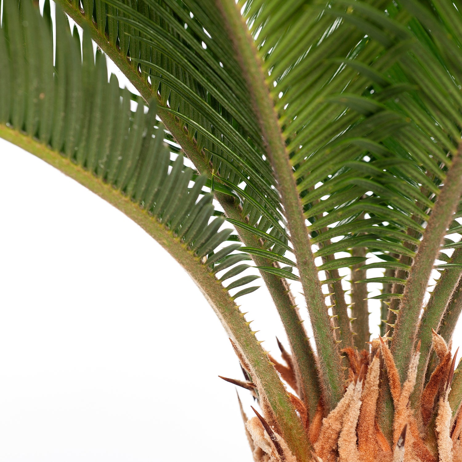 Varenpalm (Cycas revoluta) D 17 H 65 cm