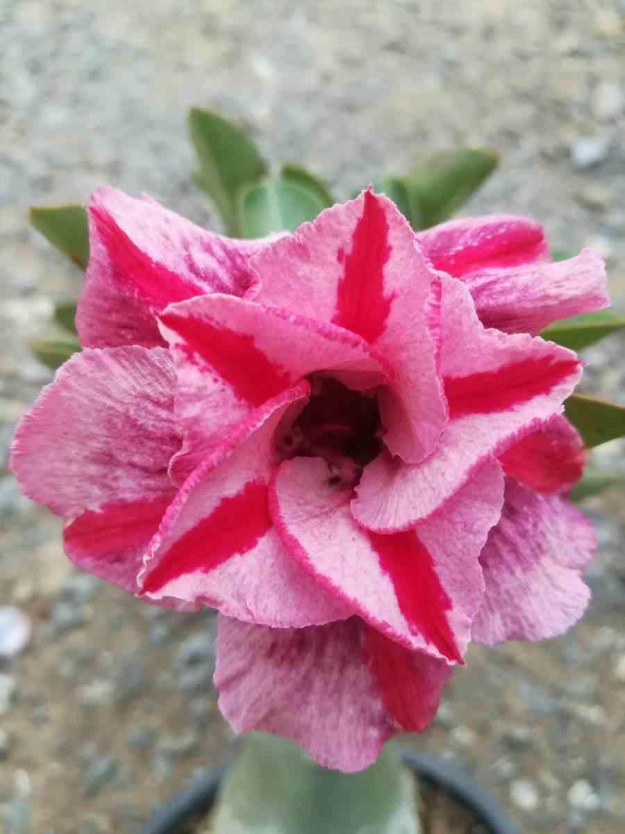Adenium obesum cv.muang pp rose - taille caudex d'environ 2000g 25/30cm très gros caudex