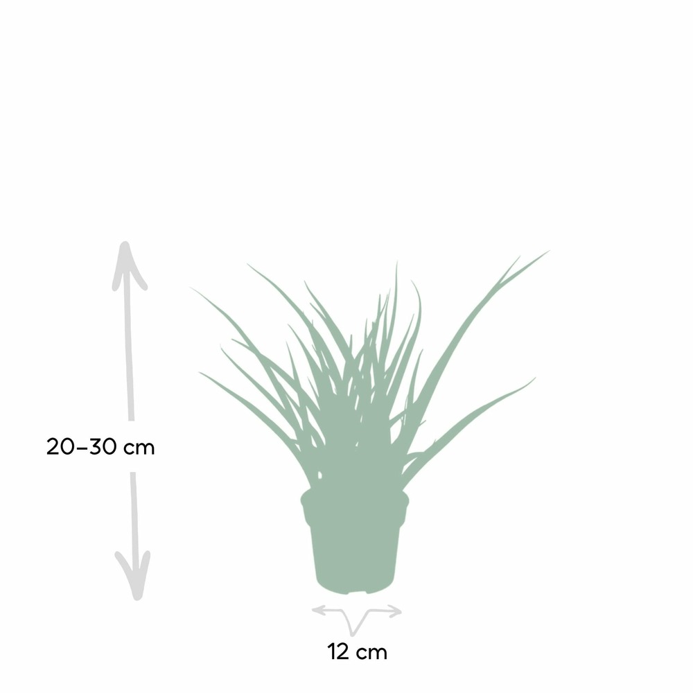 Plante d'intérieur - sansevieria fernwood punk h30cm 30cm