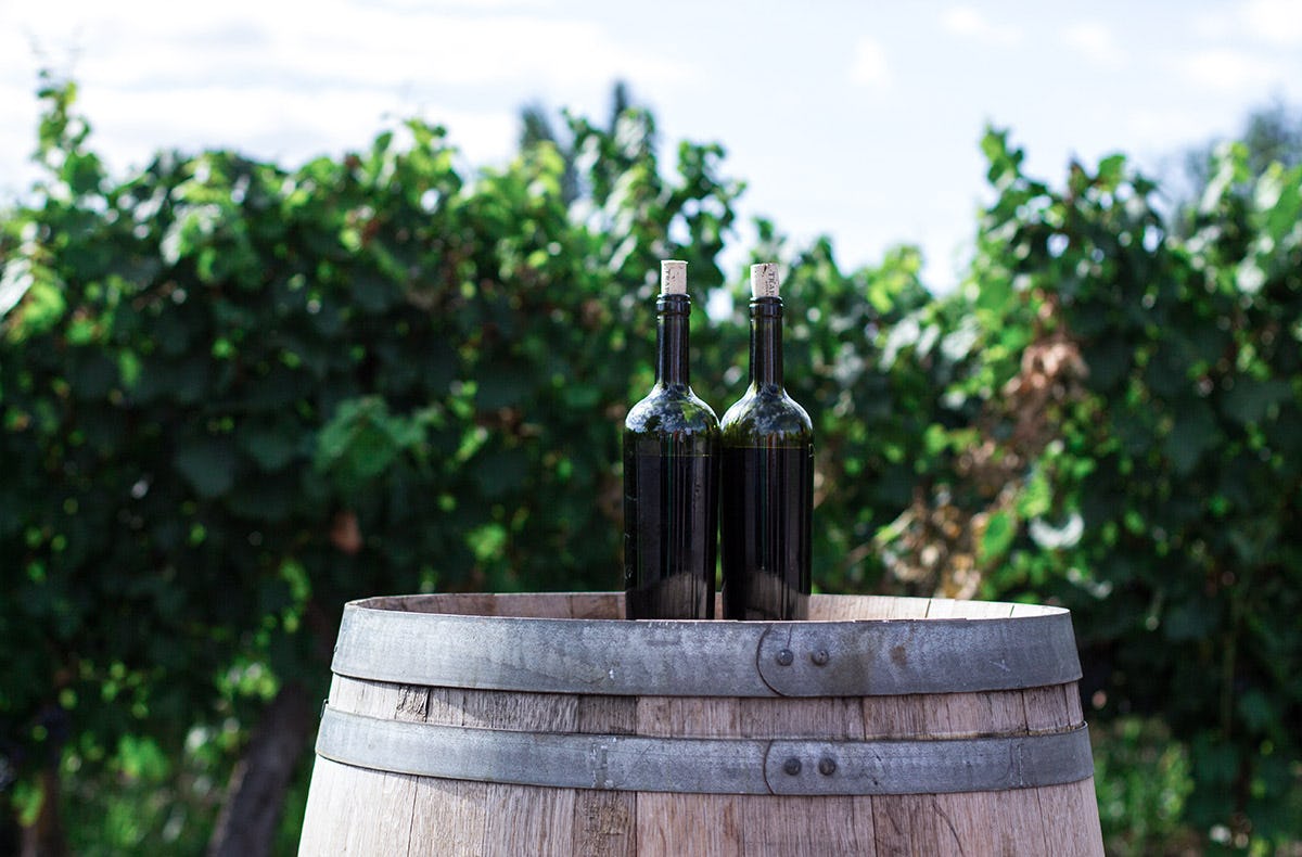 Wein Tasting Stuttgart Bad Cannstatt