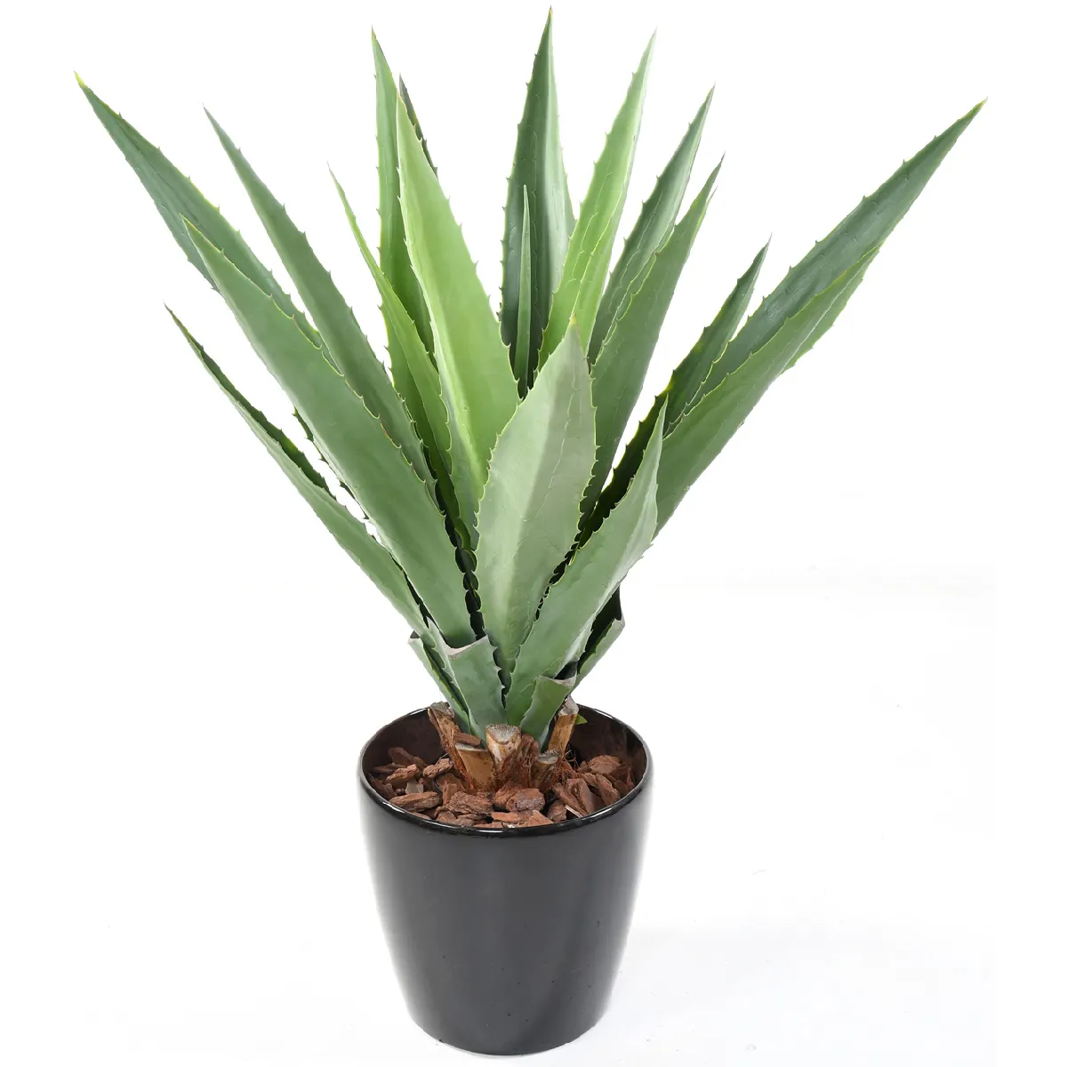 Agave Furcraea Pegane