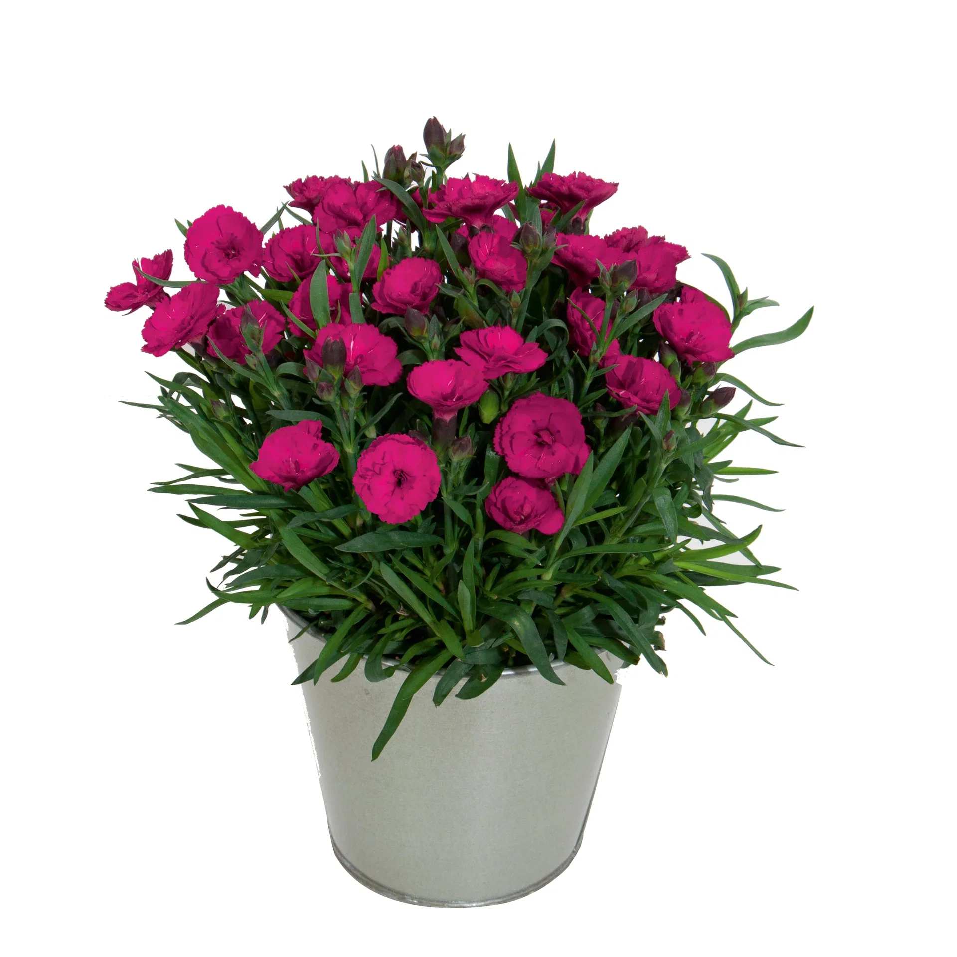 Dianthus caryophyllus Purple 14 cm Hagenellik Ø14 cm