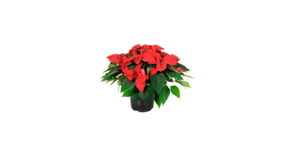 Weihnachtsstern Busch