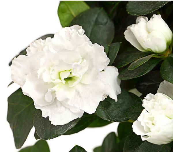 Zimmerazalee - Rhododendron simsii, Busch,