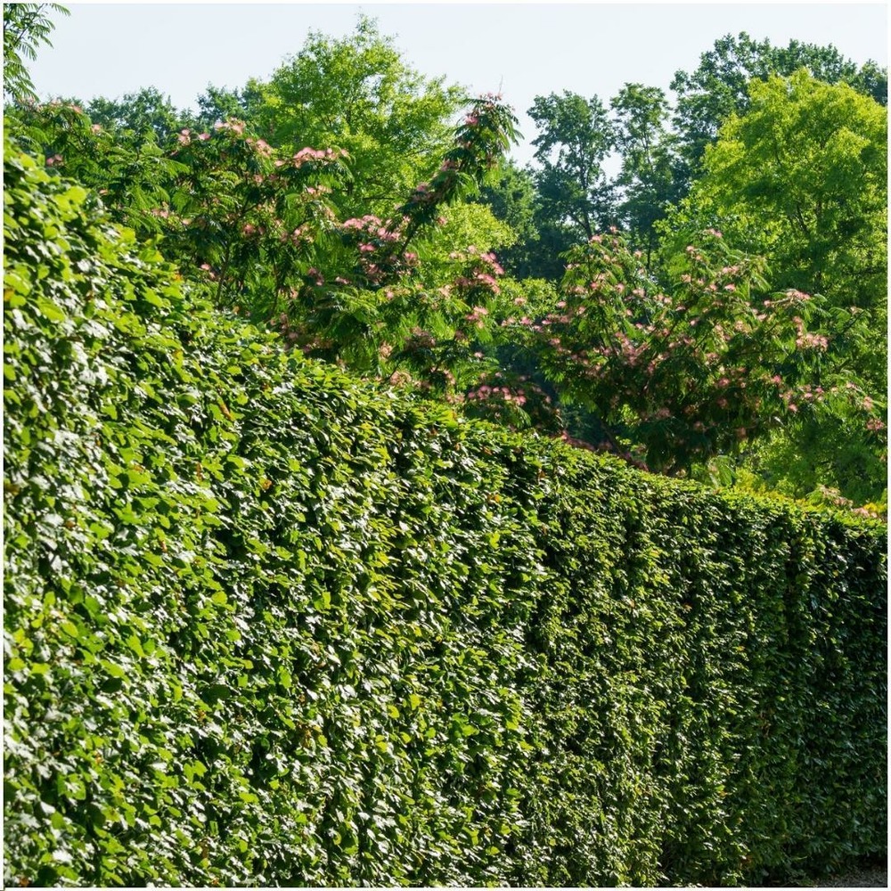 Carpinus betulus - lot de 6