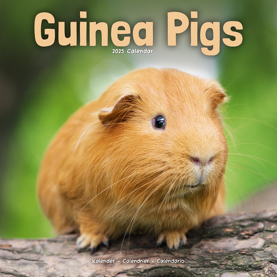 Plenty Gifts kalender cavia 30 x 30 x 0,5 cm