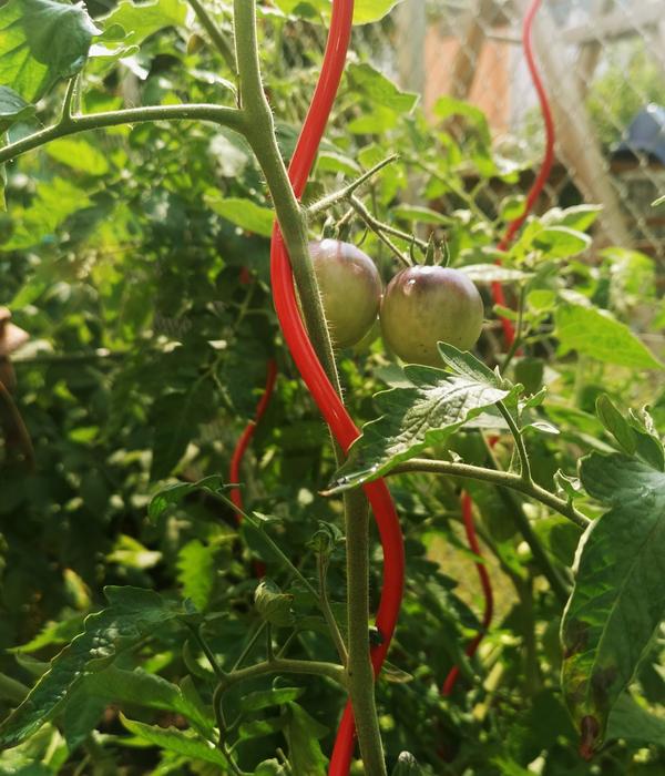 bellissa Stahl-Tomatenspirale Colorata