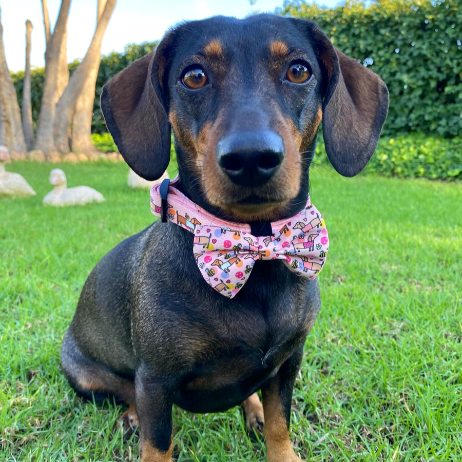 Gravata borboleta - Dachshunds Bee Happy