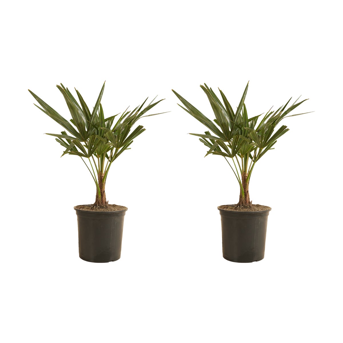 2x Trachycarpus Fortunei - Chinese waaierpalm - Palm - Winterhard - ⌀19 cm - ↕50-60 cm
