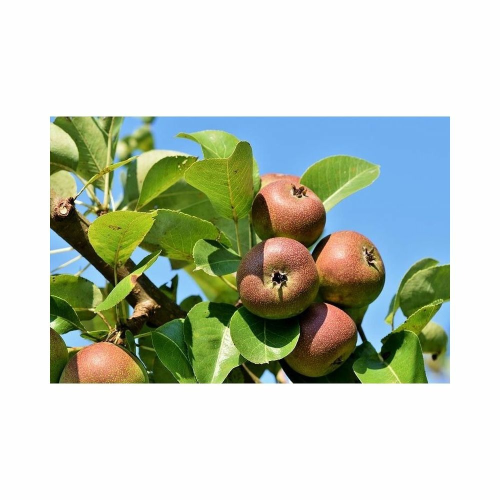 Terreau de fumier fermier avec algues fertilisant 20 kg