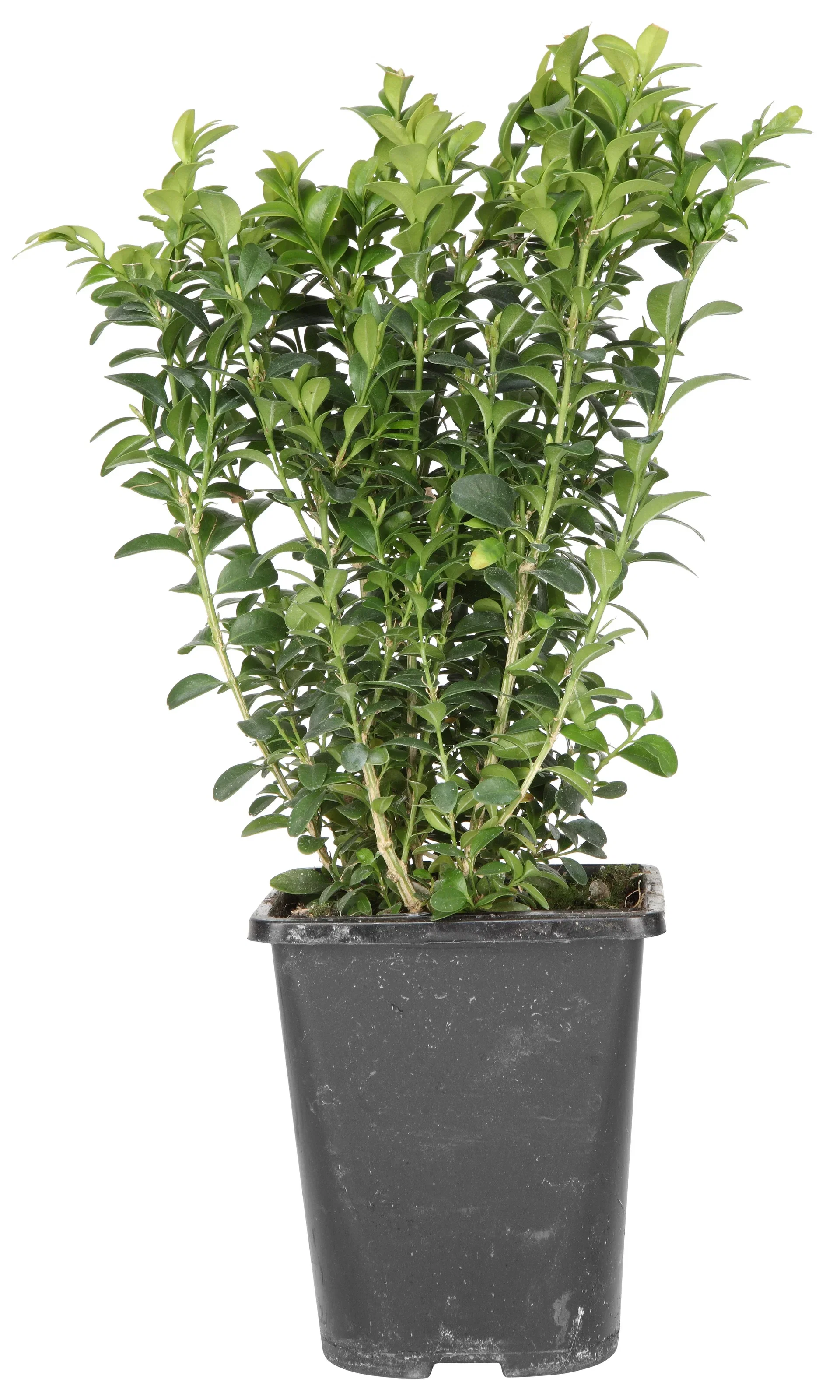 Buxus sempervirens 'Arborescens' Europabuksbom, busk Ø13 cm