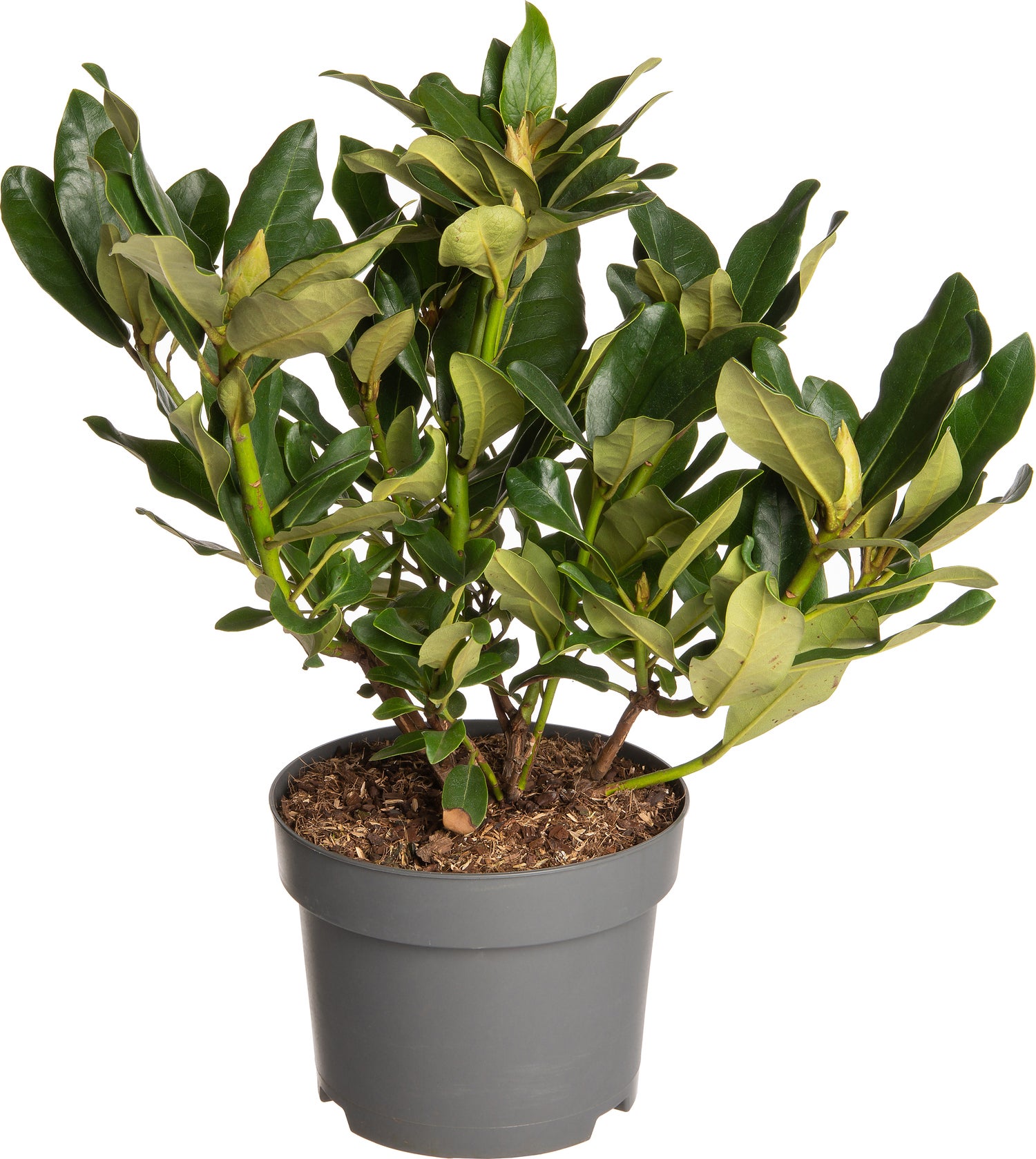 Rhododendron (Rhododendron 'Saffrano') D 19 H 25 cm