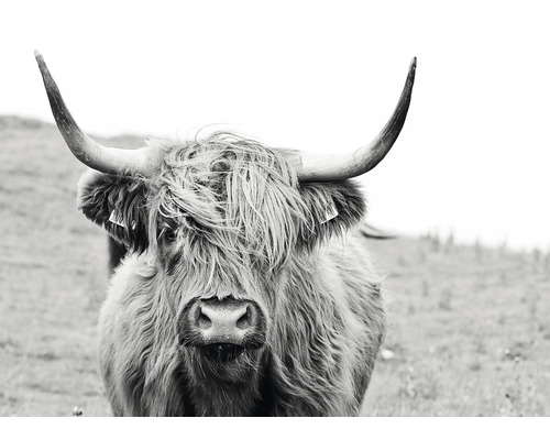 Buffalo wandkleed 224x160 cm