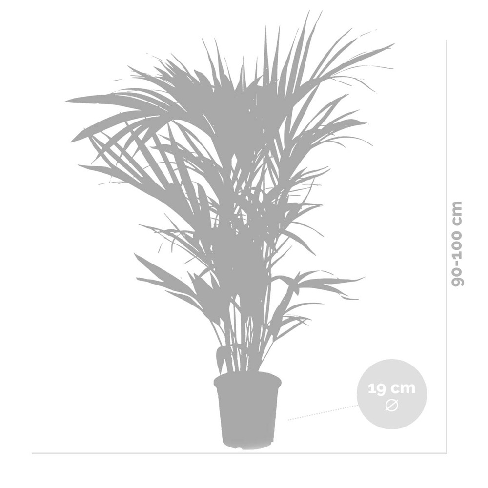 Howea forsteriana incl. Panier en jonc de mer - palmier kentia - purificateur d'air - ⌀19 cm - ↕90-100 cm