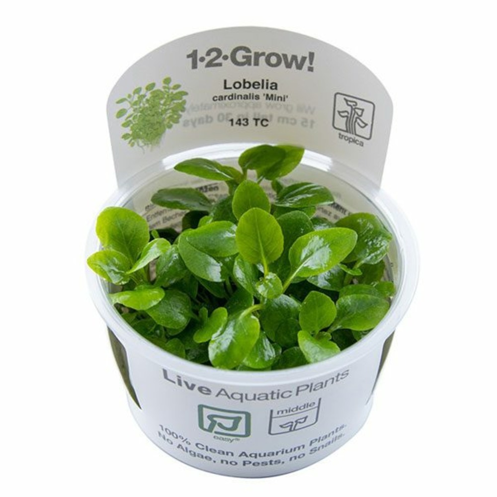 Lobelia cardinalis mini in vitro