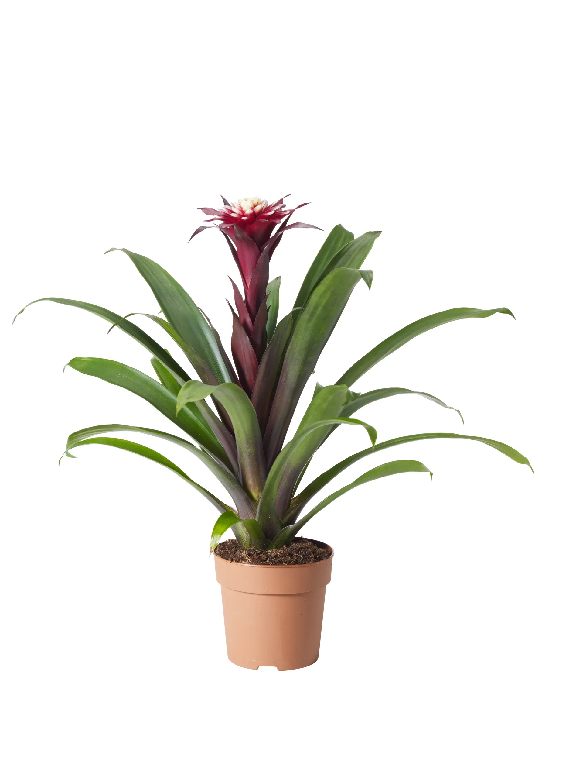 Guzmania Guzmania Høyde 40 cm