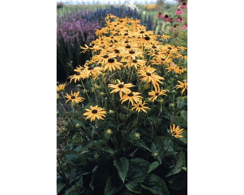 Zonnehoed FloraSelf Rudbeckia fulgida 'Goldsturm' Co 3 L