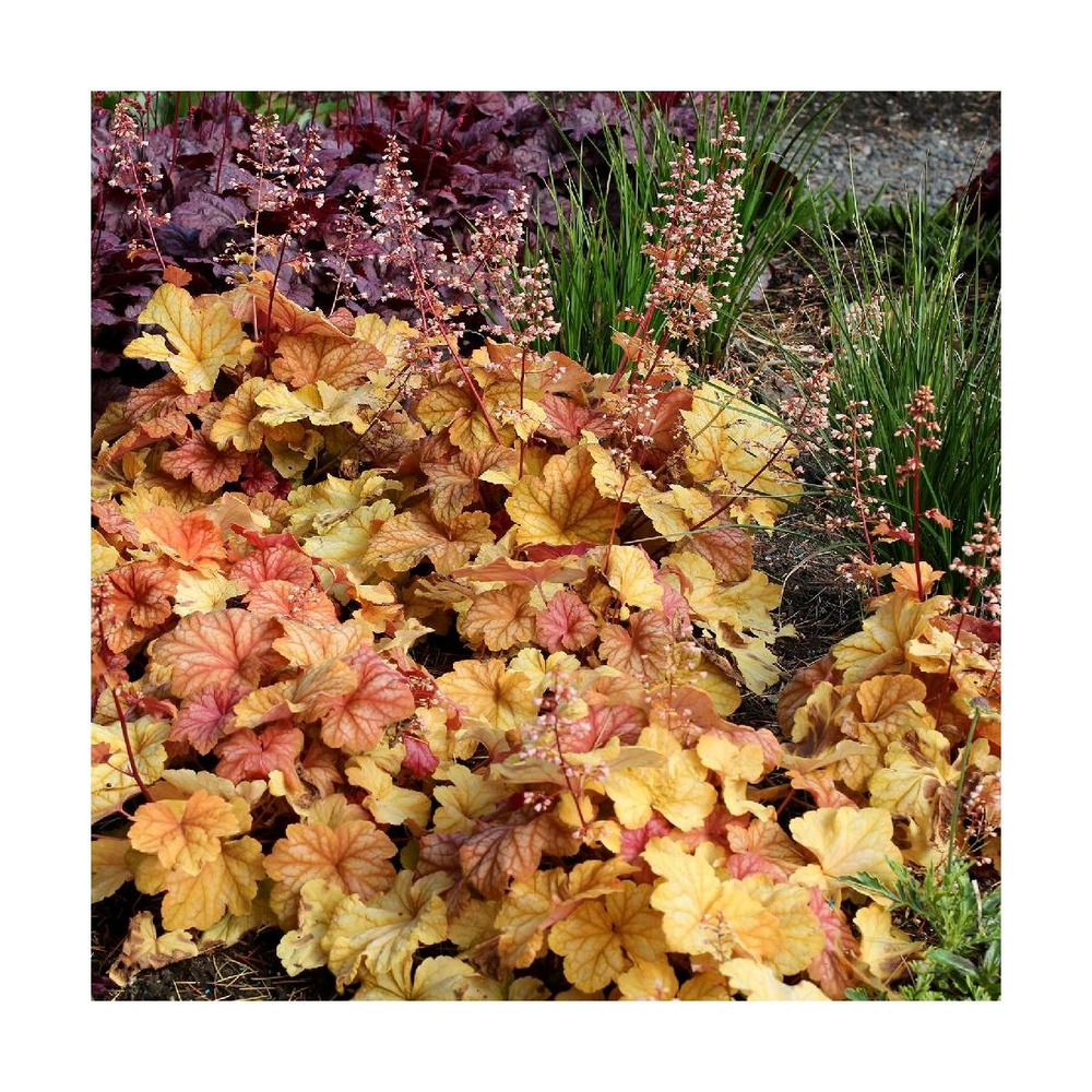 Heuchere champagne®/heuchera champagne®[-]godet