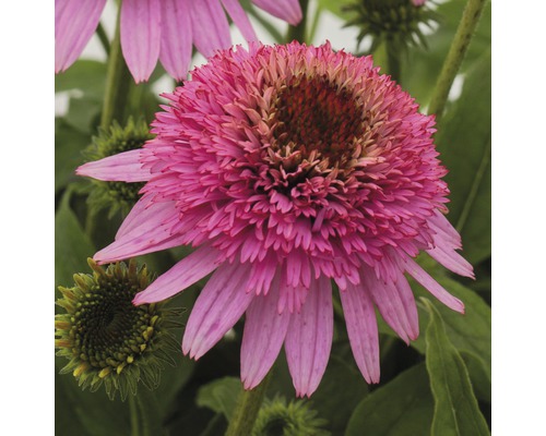 Zonnehoed Mix FloraSelf Echinacea purpurea H 30-40 cm Co 5 L diverse soorten