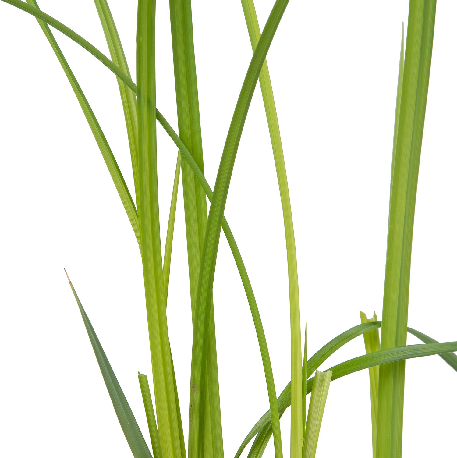 Oeverzegge (Carex riparia) D 9 H 20 cm