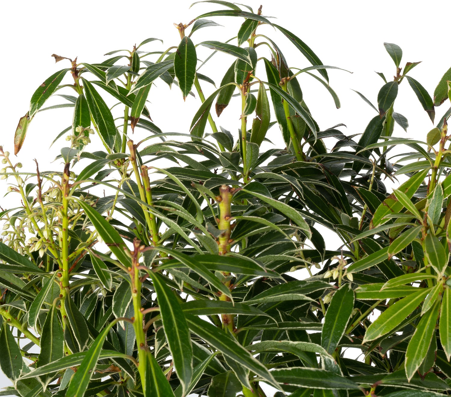 Rotsheide (Pieris japonica 'Flaming Silver') D 23 H 30 cm