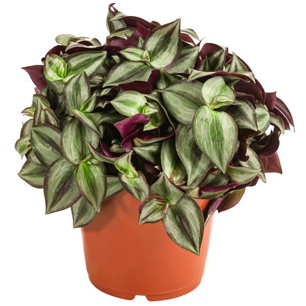 Dreimasterblume - Tradescantia zebrina 'Pink
