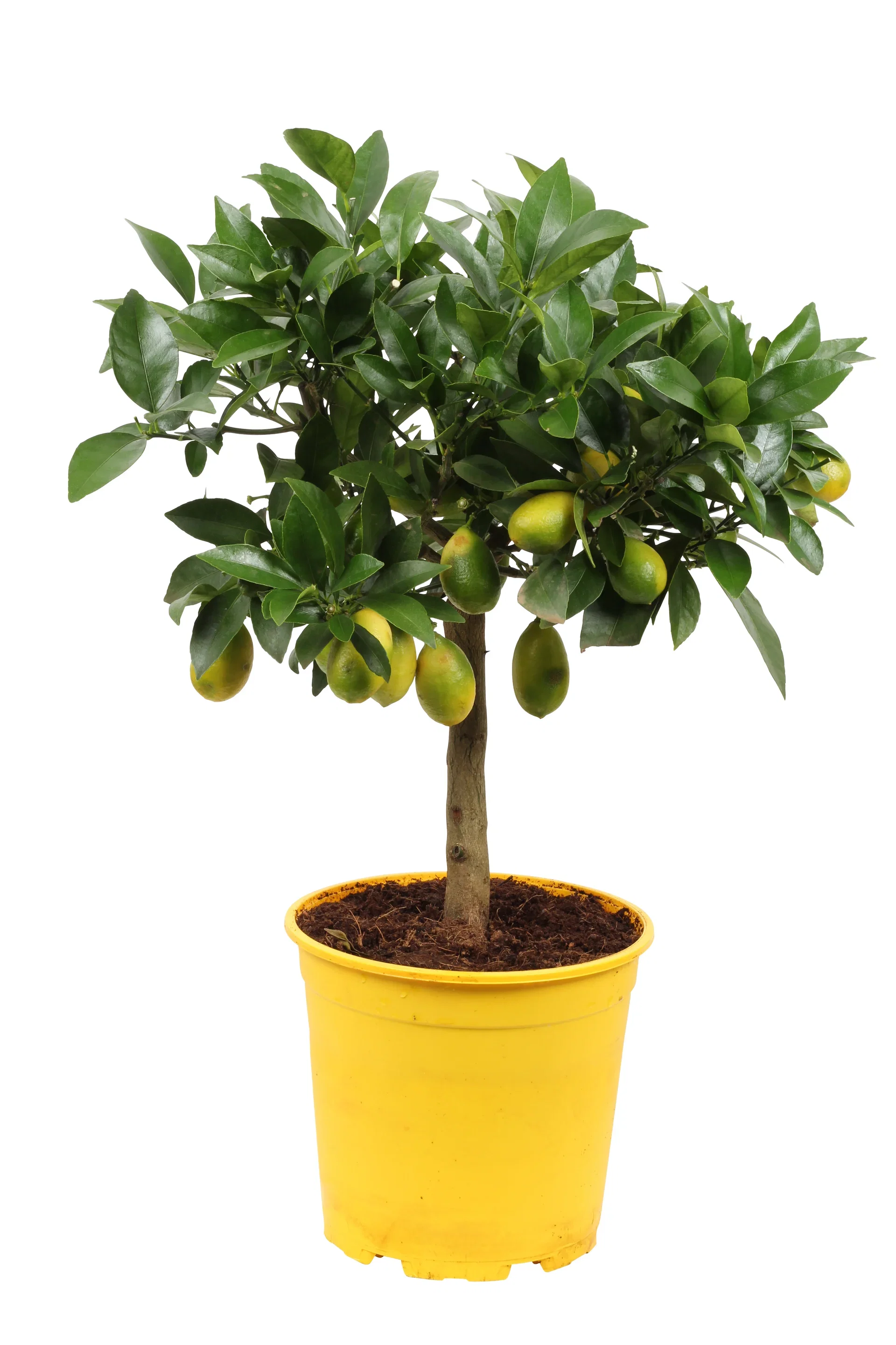 Citrus x latifolia Oppstammet lime Ø19 cm