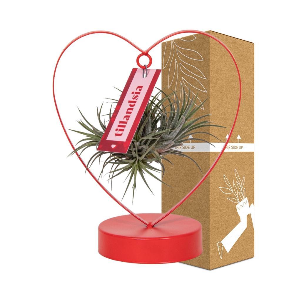 Plante d'intérieur - tillandsia ionantha silver 23.0cm