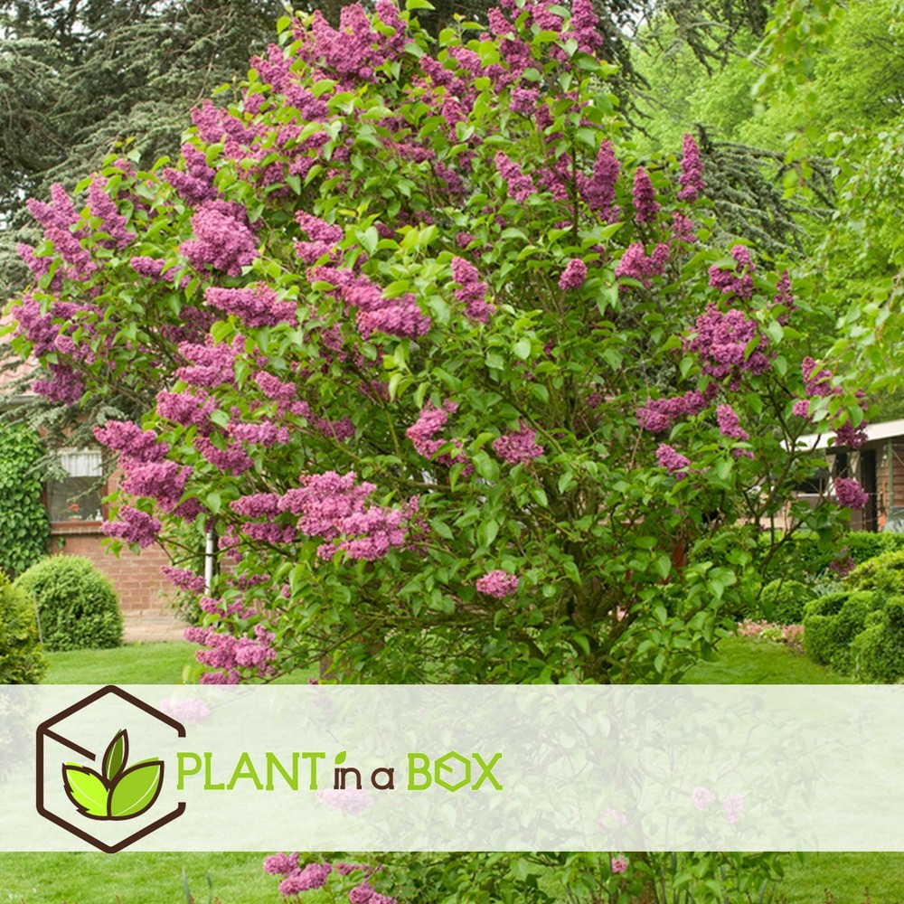 Syringa vulgaris - mélange de 6 - lilas commun - pot 17cm - hauteur 25-40cm
