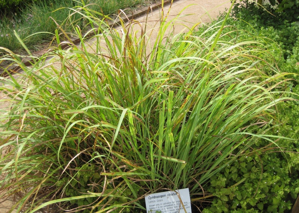 Kit cadeau - lemongrass de l'inde - 50 graines - cymbopogon flexosus