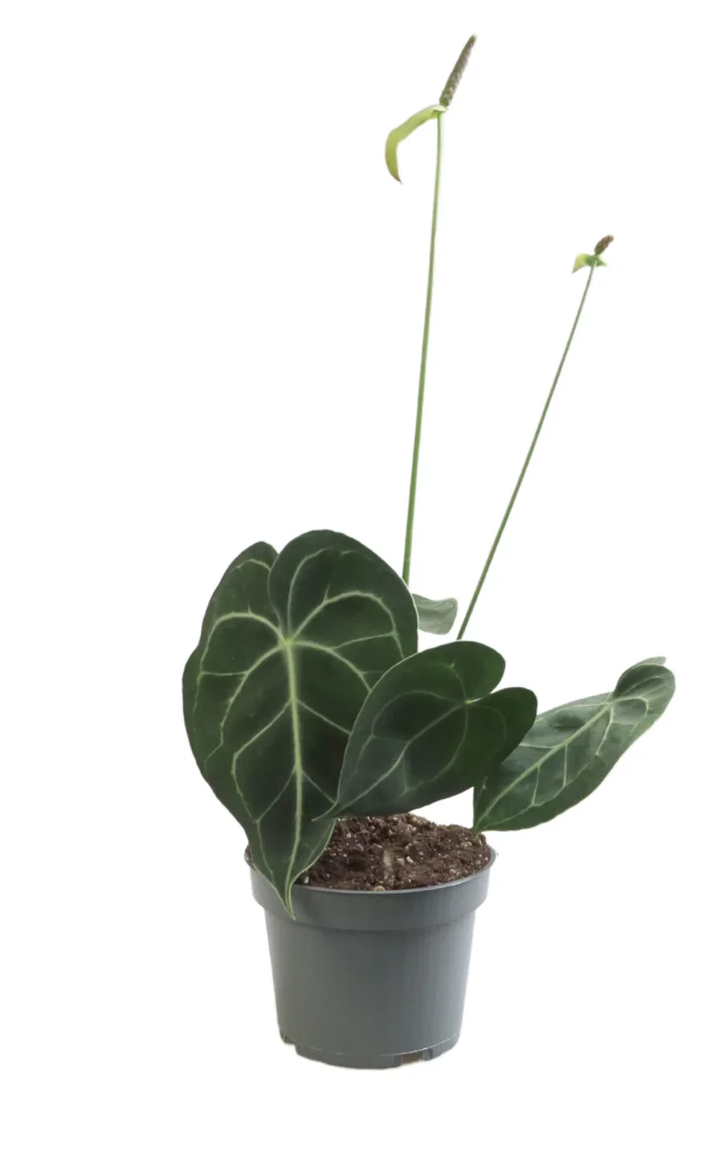 Anthurium clarinervium Anthurium clarinervium Ø12 cm