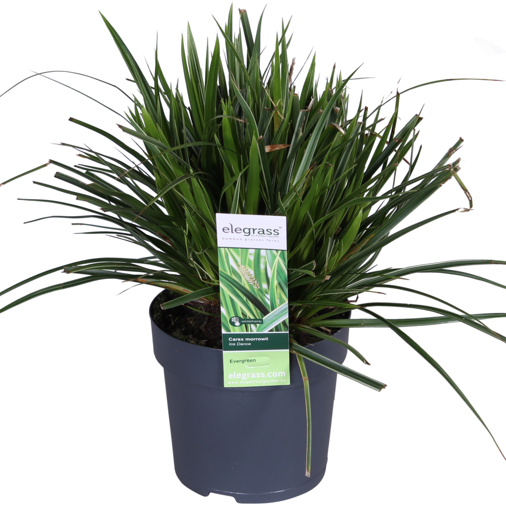 Carex morrowii 'ice dance' - lot de 3