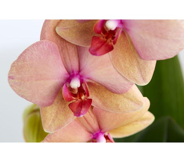 Schmetterlingsorchidee - Phalaenopsis