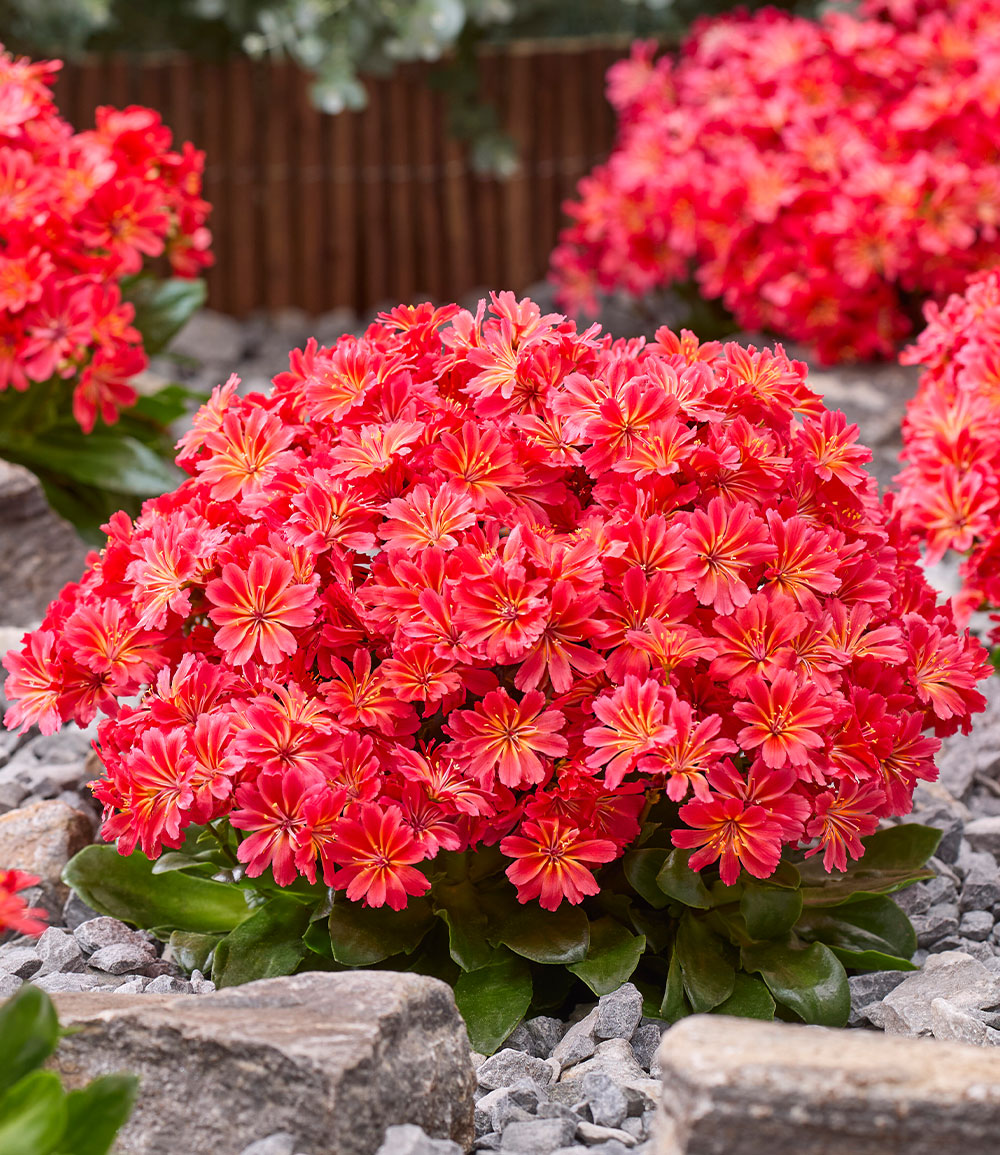 Lewisia 'Sunset Glow®'