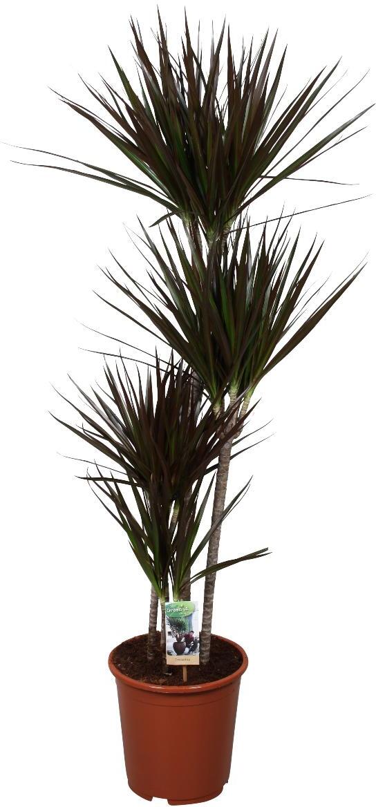Drakenbloedboom (Dracaena marginata 'Magenta') D 27 H 140 cm
