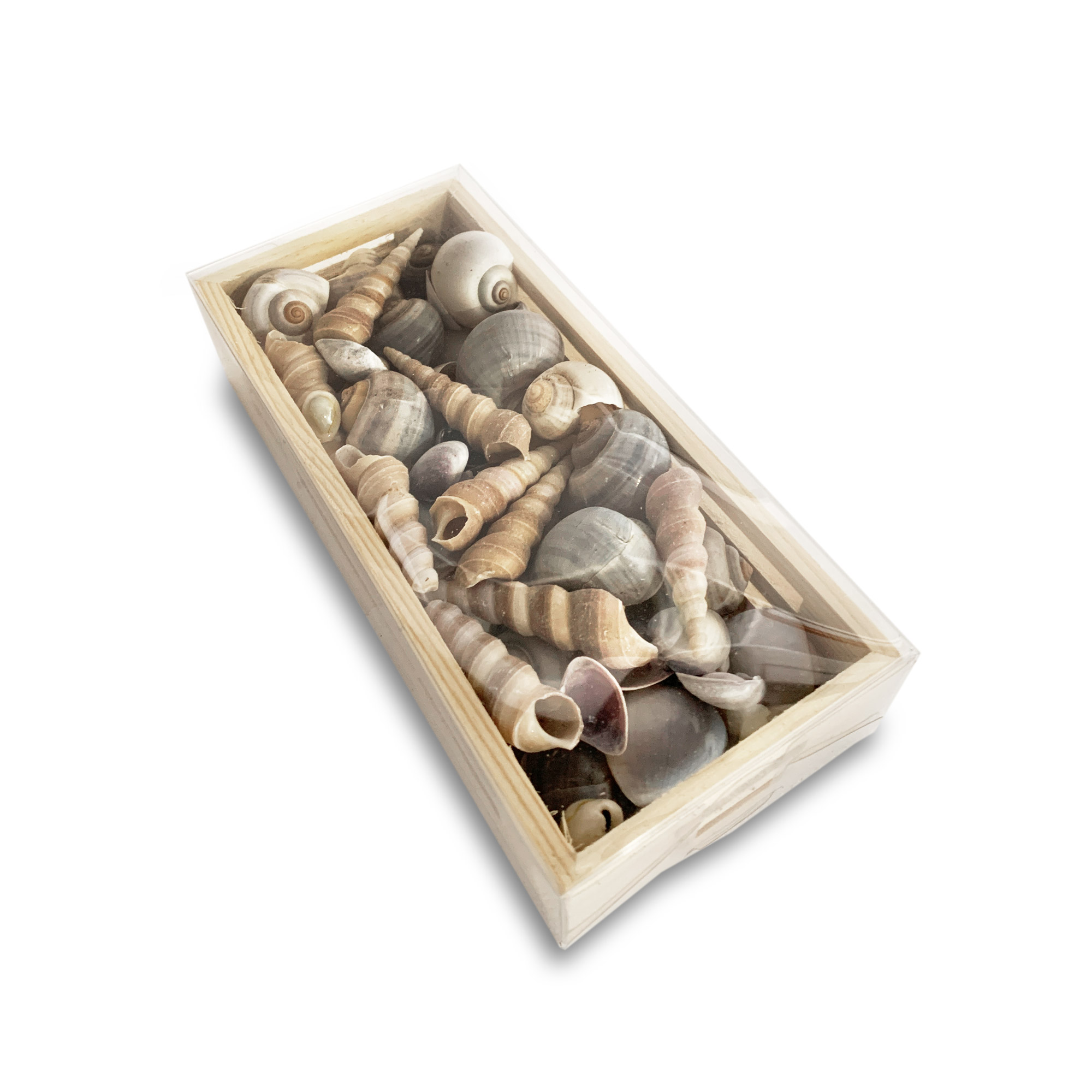Muscheln & Schnecken in Holzkiste, B 20 cm, L 10 cm, H 5 cm von fischer's lagerhaus