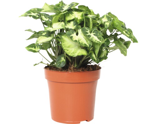 Syngonium podophyllum 'Pixi' (FloraSelf) H 22-28 cm Ø 13 cm pot