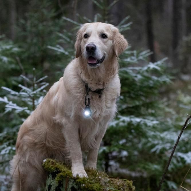 Orbiloc Carabiner für Dog Dual Safety Light