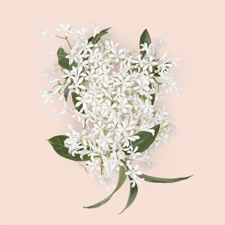 Gucci Gucci Bloom Intense