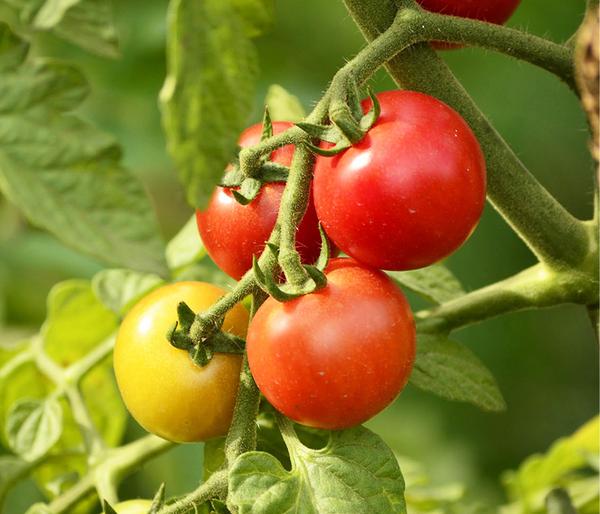 Buschtomate