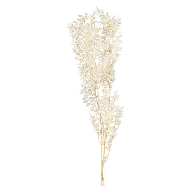 Ruscus - gebleicht - ca. 70 cm