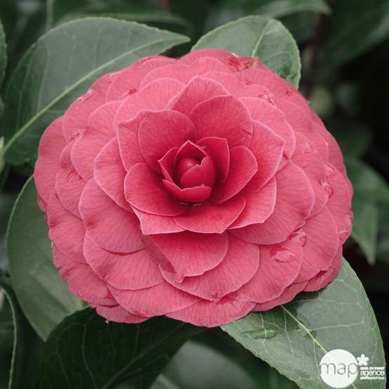 Camellia 'Black Lace' : H 40/50 cm, ctr 3 Litres