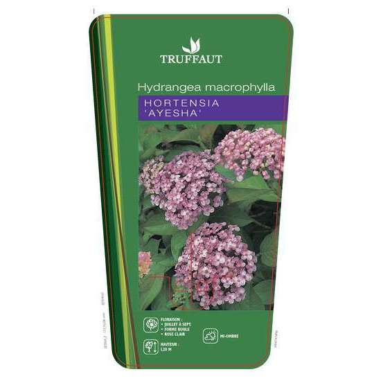 Hydrangea 'Ayesha', ctr 3 L